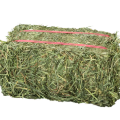 Alfalfa Hay Bale Premium Standard For Sale